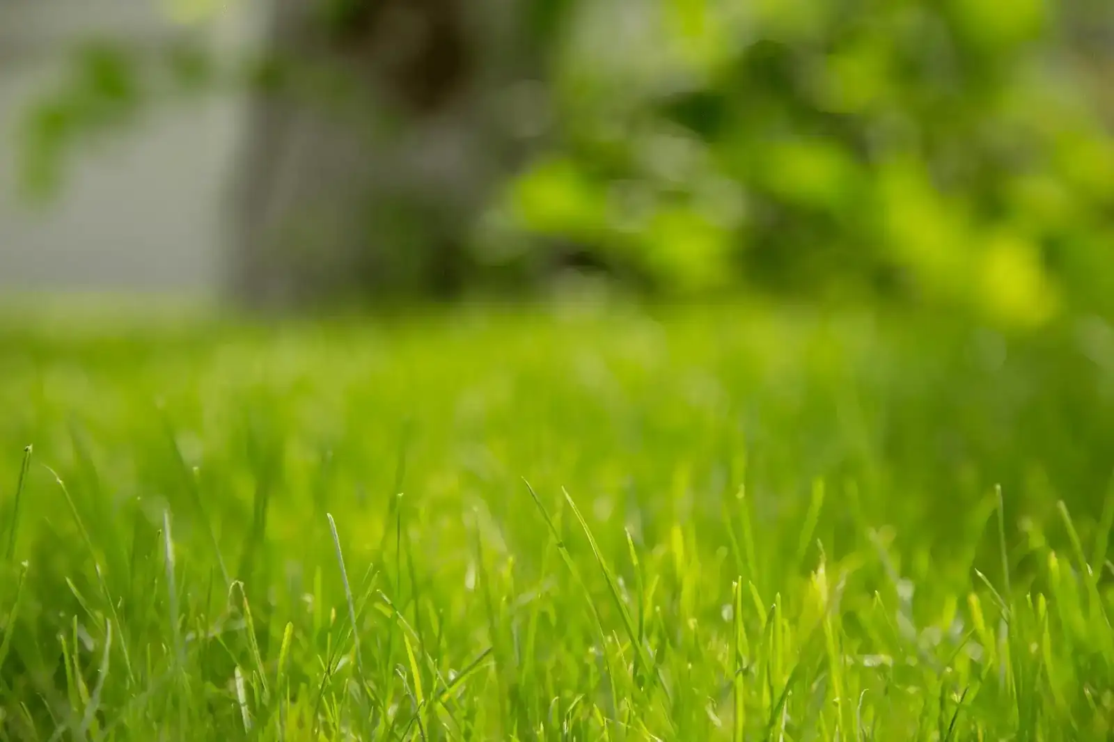 Lush green grass
